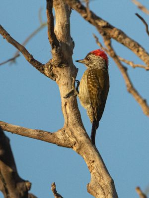 Woodpeckers / Spechten