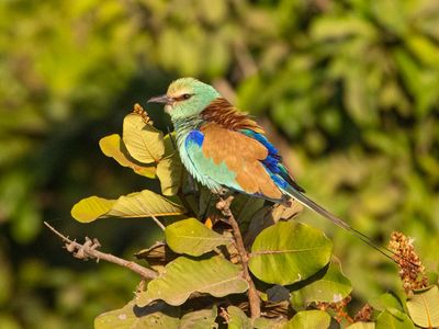 Bee-eaters and Rollers / Bijeneters en Scharrelaars