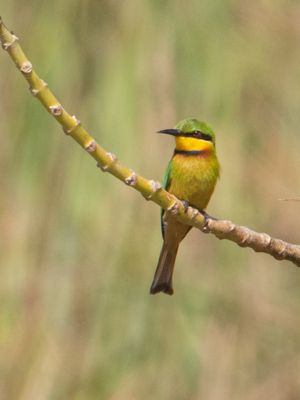 Little Bee-eater / Dwergbijeneter / Merops pusillus