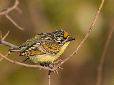Yellow-fronted Tinkerbird / Geelvoorhoofdketellapper / Pogoniulus chrysoconus