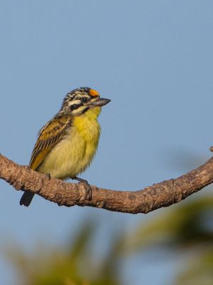 Yellow-fronted Tinkerbird / Geelvoorhoofdketellapper / Pogoniulus chrysoconus