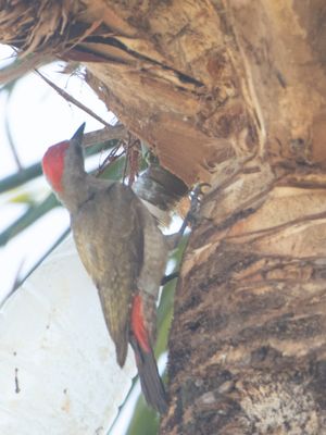 African Grey Woodpecker / Grijsgroene specht / Dendropicos goertae