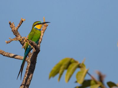 Swallow-tailed Bee-eater / Zwaluwstaartbijeneter / Merops hirundineus