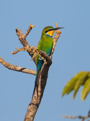 Swallow-tailed Bee-eater / Zwaluwstaartbijeneter / Merops hirundineus