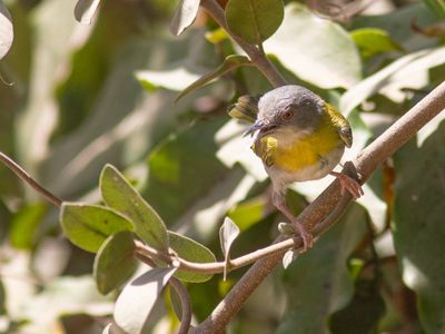 Yellow-breasted Apalis / Geelborstapalis / Apalis flavida