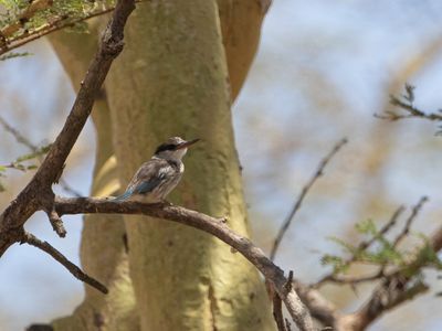 Striped Kingfisher / Gestreepte ijsvogel / Halcyon chelicuti