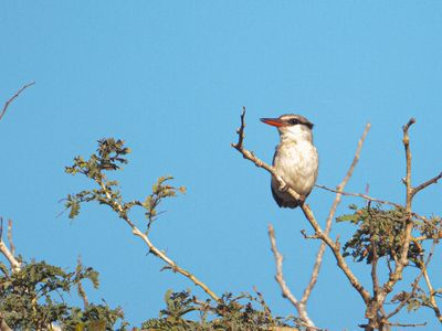 Striped Kingfisher / Gestreepte ijsvogel / Halcyon chelicuti