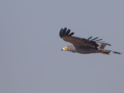 African Harrier-hawk / Kaalkopkiekendief / Polyboroides typus