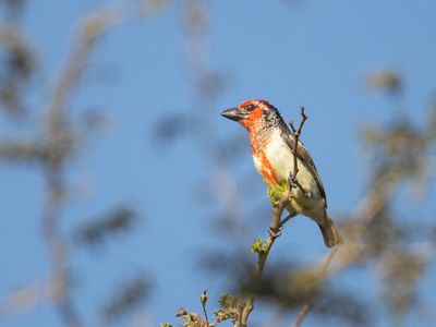 Vieillot's Barbet / Rood-gele Baardvogel / Lybius vieilloti