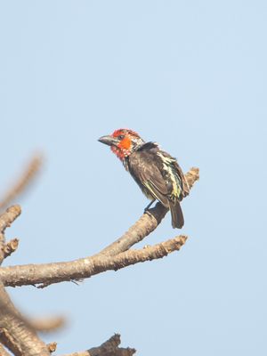 Vieillot's Barbet / Rood-gele Baardvogel / Lybius vieilloti