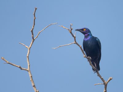 Purple Starling / Purperglansspreeuw / Lamprotornis purpureus