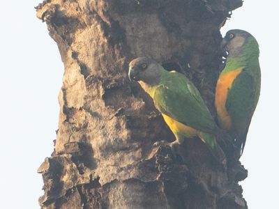 Senegal Parrot / Bonte Boertje / Poicephalus senegalus