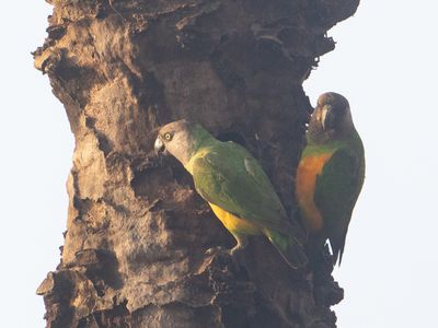 Senegal Parrot / Bonte Boertje / Poicephalus senegalus