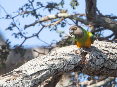 Senegal Parrot / Bonte Boertje / Poicephalus senegalus