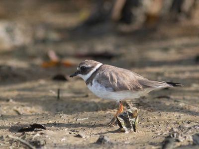 Common Ringed Plover/ Bontbekplevier Charadrius hiaticula