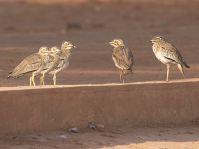 Senegal Thick-knee / Senegalese Griel / Burhinus senegalensis