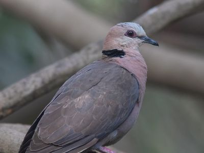 Red-eyed Dove / Roodoogtortel / Streptopelia semitorquata
