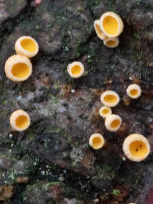 Lachnellula subtilissima / Dennenviltkelkje