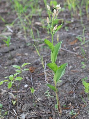 Cephalanthera damasonium / Bleek bosvogeltje / White Helleborine
