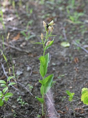 Cephalanthera damasonium / Bleek bosvogeltje / White Helleborine