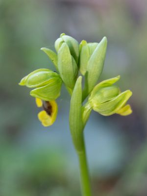 Ophrys lutea / Gele ophrys / Yellow Bee Orchid