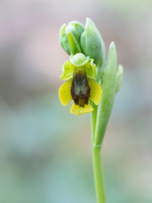 Ophrys lutea / Gele ophrys / Yellow Bee Orchid
