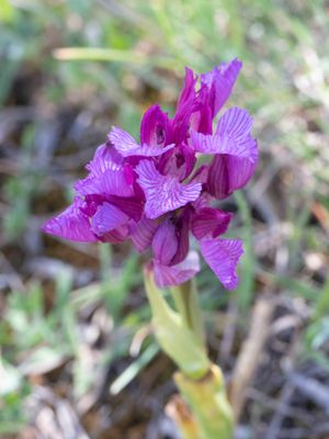 Vlinderorchis / Pink Butterfly Orchid / Anacamptis papilionacea 