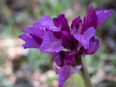 Vlinderorchis / Pink Butterfly Orchid / Anacamptis papilionacea 