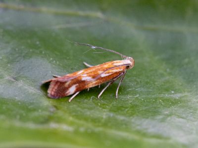 Vuurpalpmot / Mirificarma eburnella