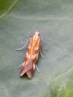 Vuurpalpmot / Mirificarma eburnella