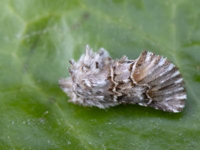 Cleonymia baetica
