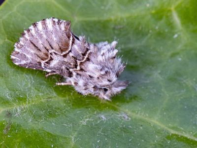 Cleonymia baetica