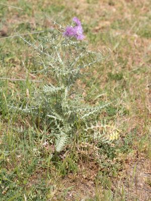 Galactites tomentosus