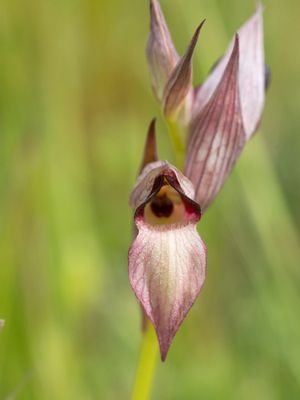 Serapias lingua / Tongorchis / Tongue-orchid