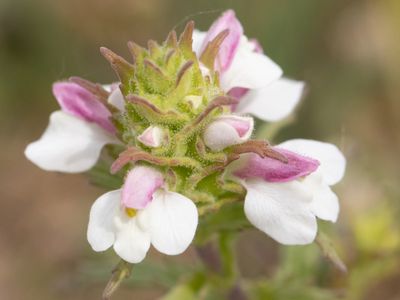 Mediterranean lineseed / Bellardia trixago