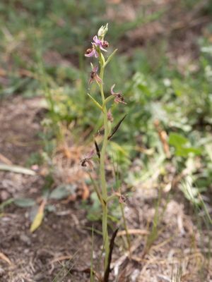 Sniporchis / Woodcock Bee-orchid / Woodcock Bee-orchid