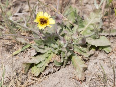 Christusanjelier / European umbrella milkwort / Tolpis barbata