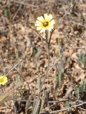 Christusanjelier / European umbrella milkwort / Tolpis barbata