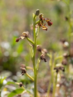 Spiegelophrys / Mirror Bee Orchid / Ophrys speculum