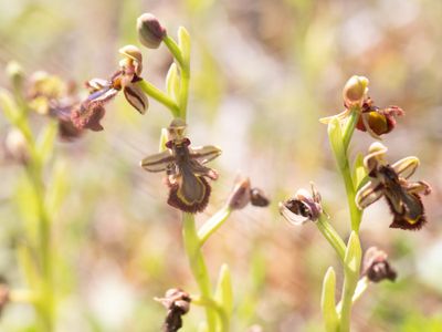 Spiegelophrys / Mirror Bee Orchid / Ophrys speculum
