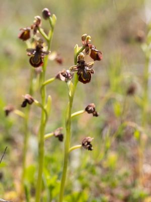 Spiegelophrys / Mirror Bee Orchid / Ophrys speculum