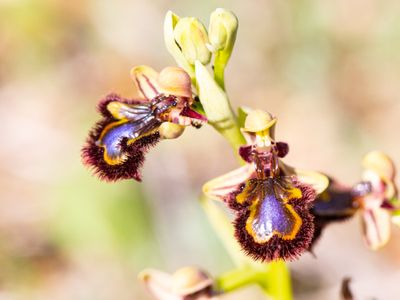 Ophrys speculum / Spiegelophrys / Mirror Bee Orchid