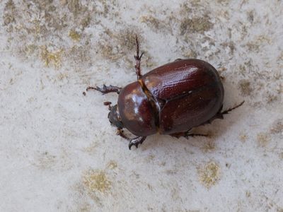 Phyllognathus excavatus