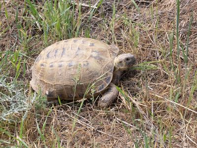 Vierteenlandschildpad / Russian tortoise / Tesrtudo horsfieldii kazachstanica