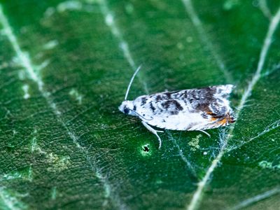 Witte haakbladroller / Ancylis laetana