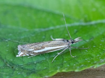 Streepjesgrasmot / Crambus pratella