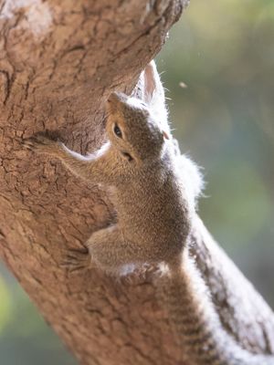 Kleine zonne-eekhoorn / Gambian sun squirrel / Heliosciurus gambianus