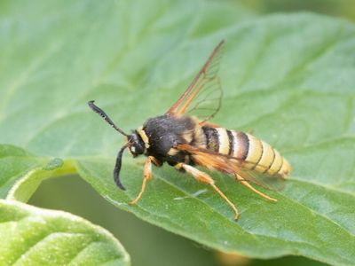 Gekraagde wespvlinder / Lunar Hornet Moth / Sesia bembeciformis