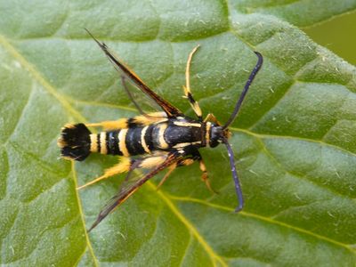 Eikenwespvlinder / Yellow-legged Clearwing / Synanthedon vespiformis