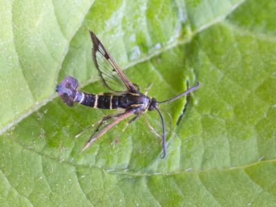 Bessenglasvlinder / Currant Clearwing / Synanthedon tipuliformis